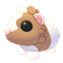 Chocolate Dutch Guinea Pig